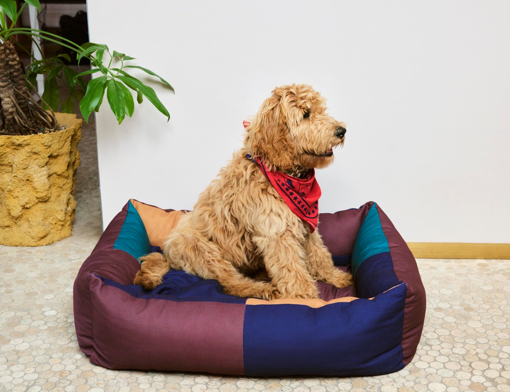 HAY DOGS BY HOLLY GOLIGHTLY