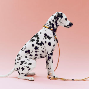 HAY Dogs Leash-Braided Adjustable M/L-Black, white