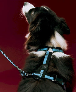 HAY Dogs Harness-Medium-Off-white, ochre