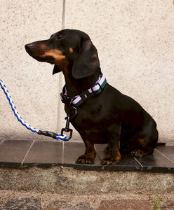 HAY Dogs Collar Flat, M/L - Blue, Black